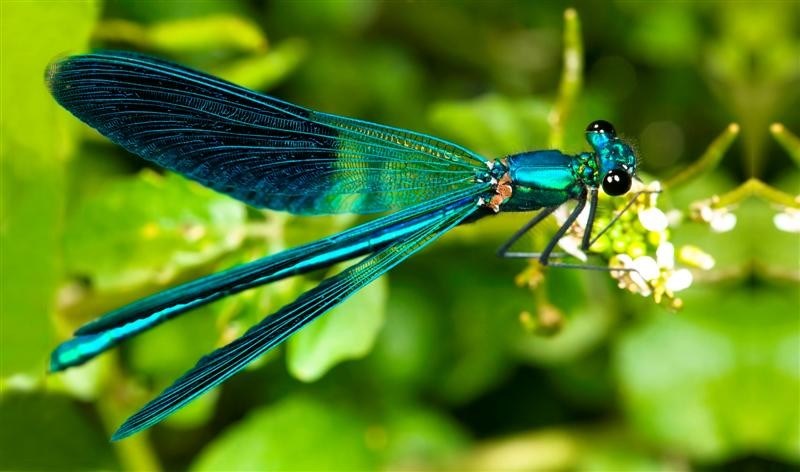 Opdracht voor het verbeteren van de operationele processen